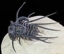 Dicranurus Trilobite - Fully Free-Standing Spines! #46446-3